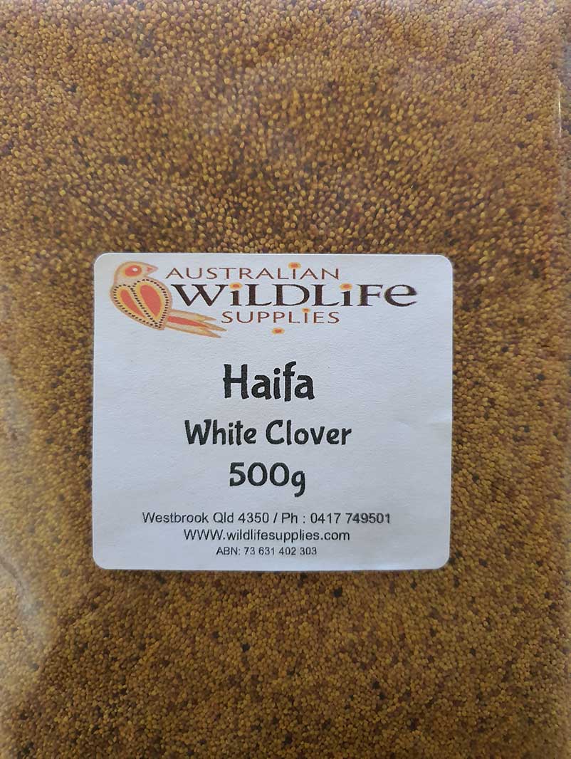 Haifa (White Clover) image