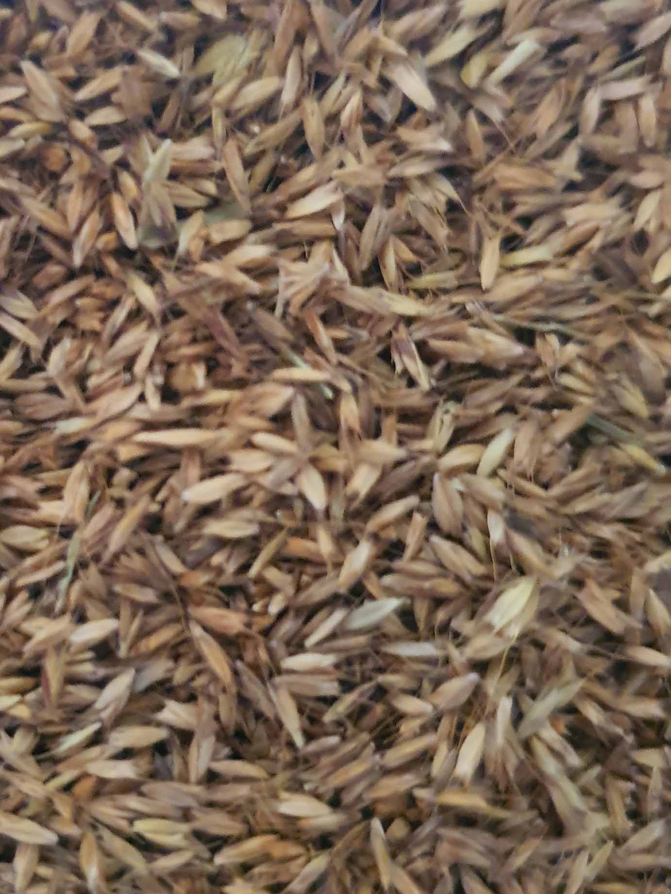Rhodes Grass image