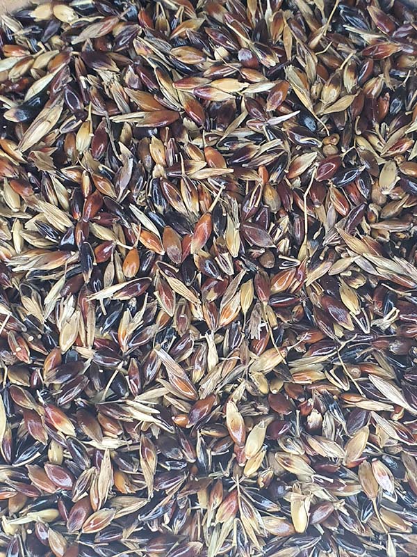 Silk Sorgum 1kg image