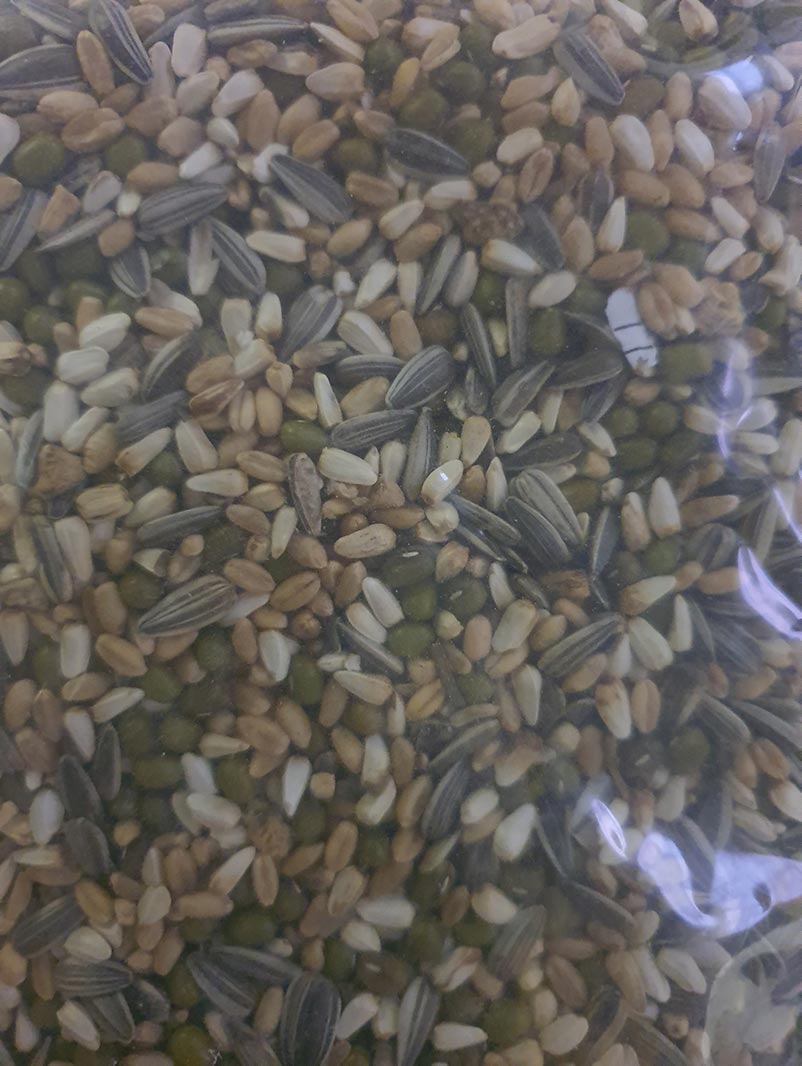 Sprouting mix image