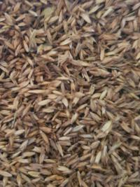 Rhodes Grass image