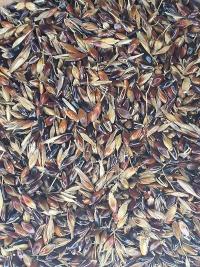 Silk Sorgum 1kg image