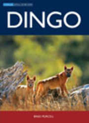 shop/dingo.html
